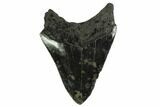 Serrated, Fossil Megalodon Tooth - South Carolina #151792-1